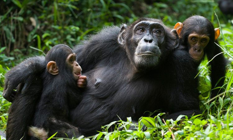 Where to trek chimpanzees in Uganda